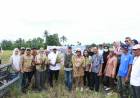 Awali Tahun 2025, Bupati Andi Utta, Panen Padi Salibu di Desa Bontoraja