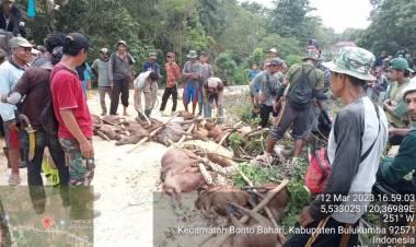 Perburuan Babi di Tanah Lemo Bontobahari Basmi 25 Ekor