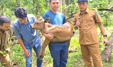Sapi Wagyu Pertama Lahir di Bulukumba, Puluhan Wagyu Lainnya Segera Lahir