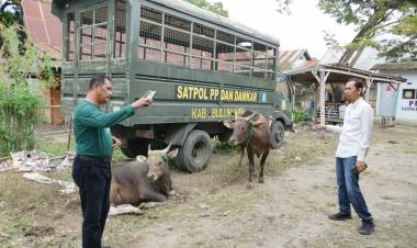 Dua Hari Operasi, Delapan Ekor Sapi Liar Ditangkap