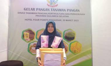 Mengenal Egg Roll Ubi Ungu, Cemilan Berbahan Lokal Asal Bulukumba