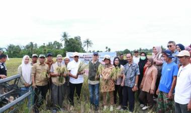 Awali Tahun 2025, Bupati Andi Utta, Panen Padi Salibu di Desa Bontoraja