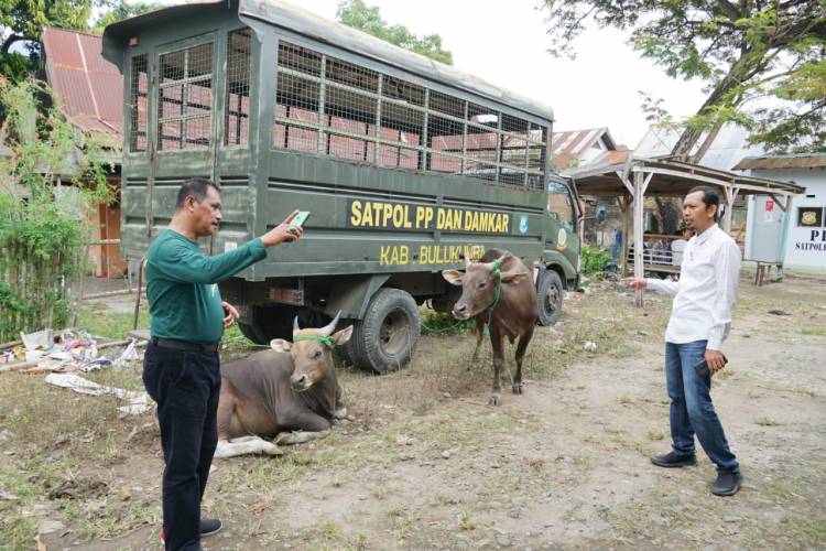 Dua Hari Operasi, Delapan Ekor Sapi Liar Ditangkap