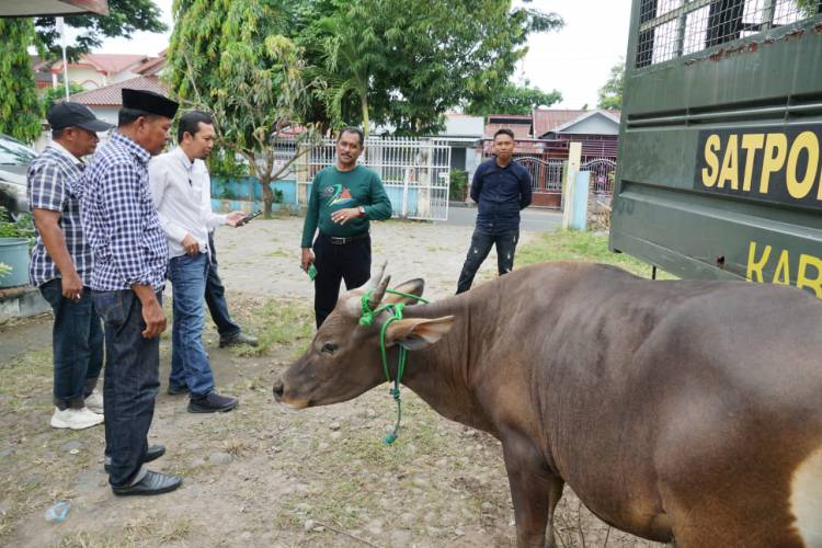 Dua Hari Operasi, Delapan Ekor Sapi Liar Ditangkap